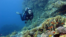 Reef Diving