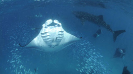 Mantas and whale Sharks